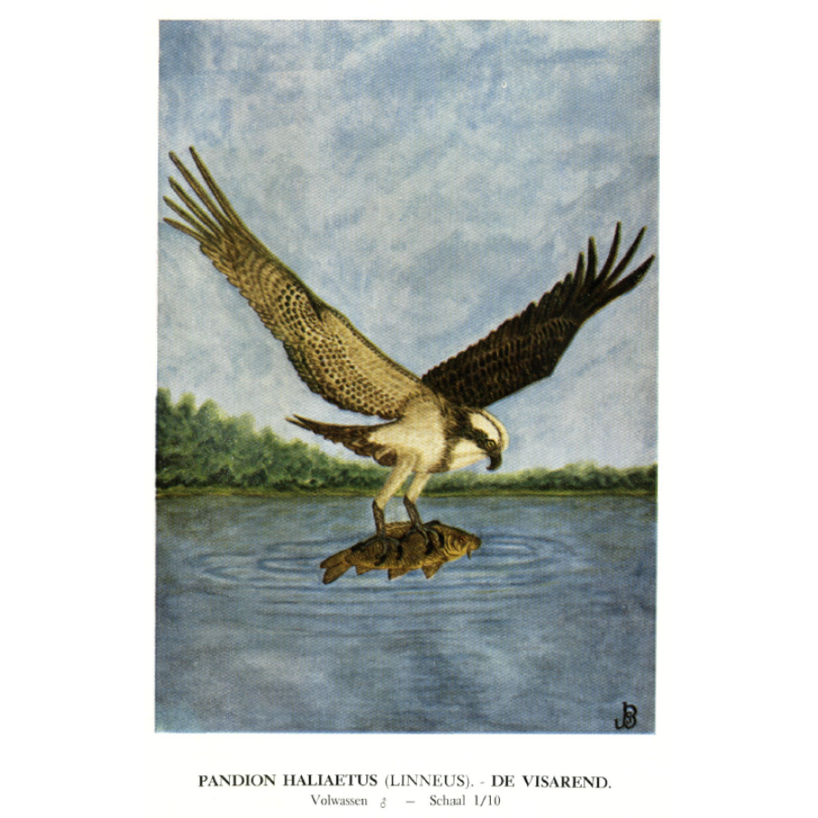 De ornithologische waarnemingen van Maurits Bequaert 